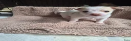 Chihuahua dogs for sale: 2 girl chihuahua left ready 10th August  - Advert 13