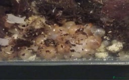 Snails invertebrates for sale: Albino giant African land snails- Fulica - Advert 2