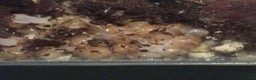 Snails invertebrates for sale: Albino giant African land snails- Fulica - Advert 3