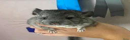 Chinchilla rodents for sale: Very friendly male chinchilla - Advert 1
