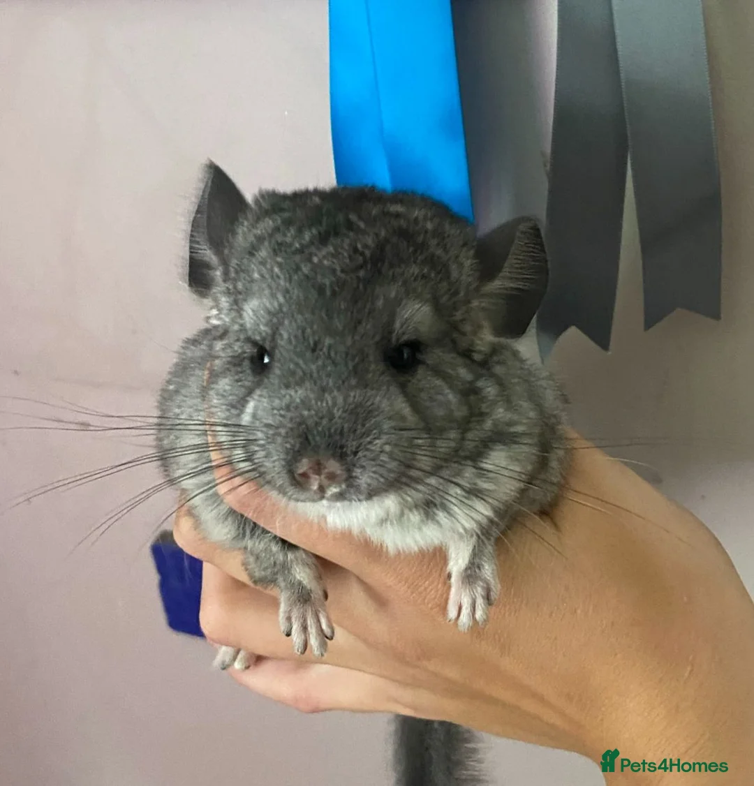 Chinchilla rodents for sale: Very friendly male chinchilla - Advert 1
