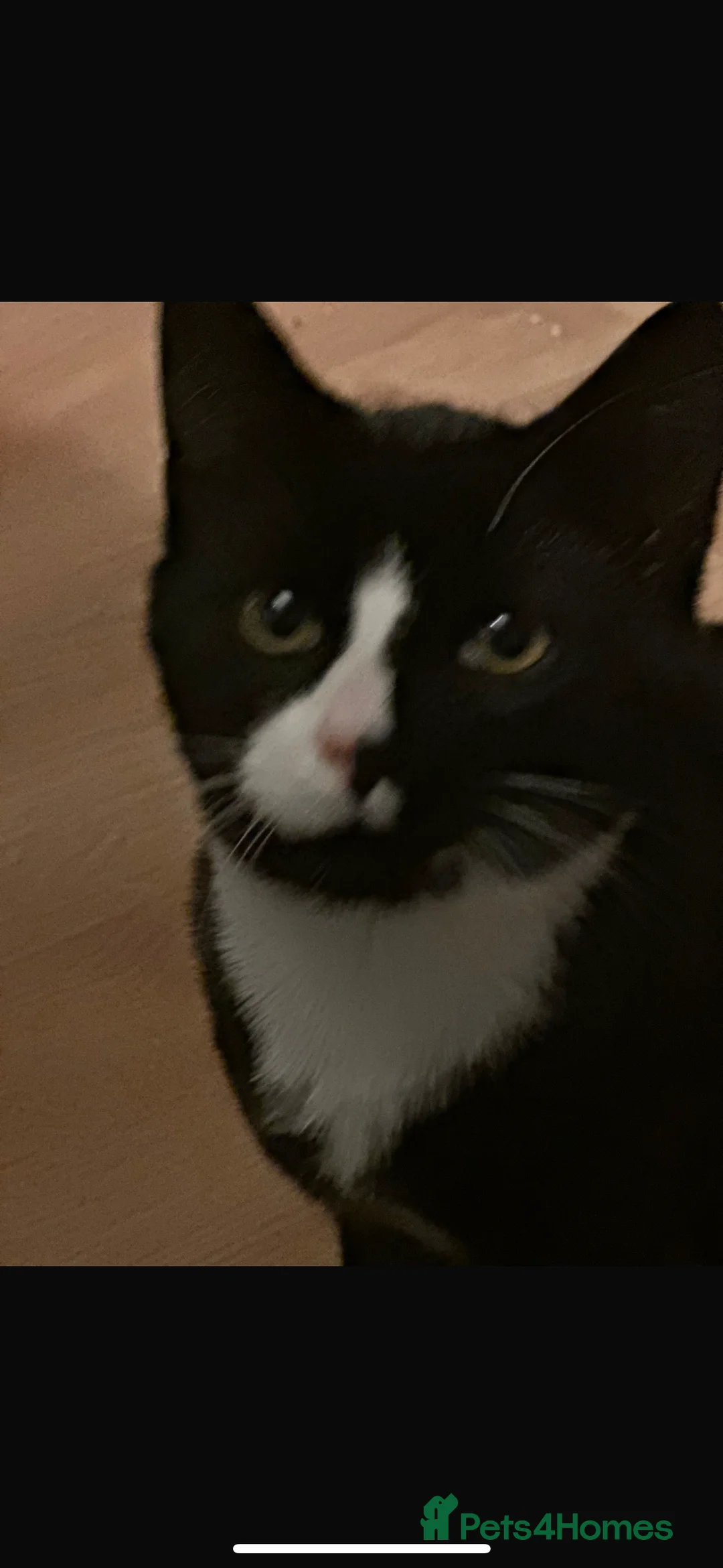 Domestic Shorthair cats for sale: Rescue cats- 60 in total, kittens/ adults🧡🙏 - Advert 26