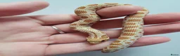 Snake reptiles for sale: Western Hognose babies From £100 - Advert 5