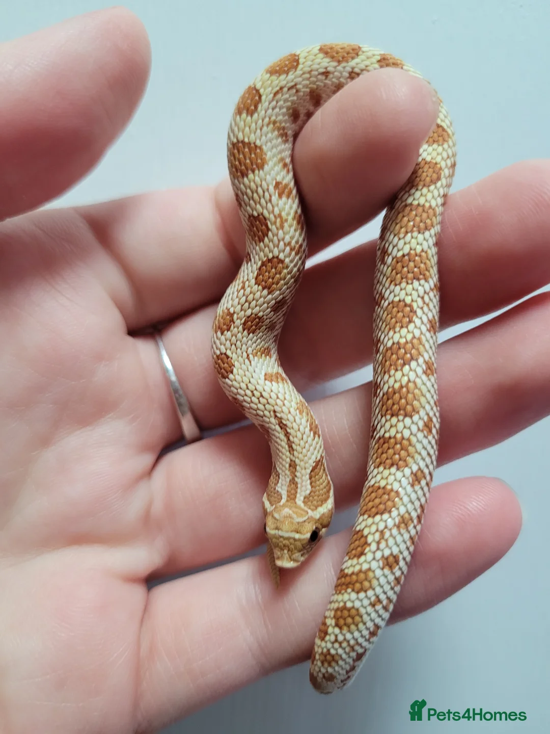 Snake reptiles for sale: Western Hognose babies From £100 - Advert 5