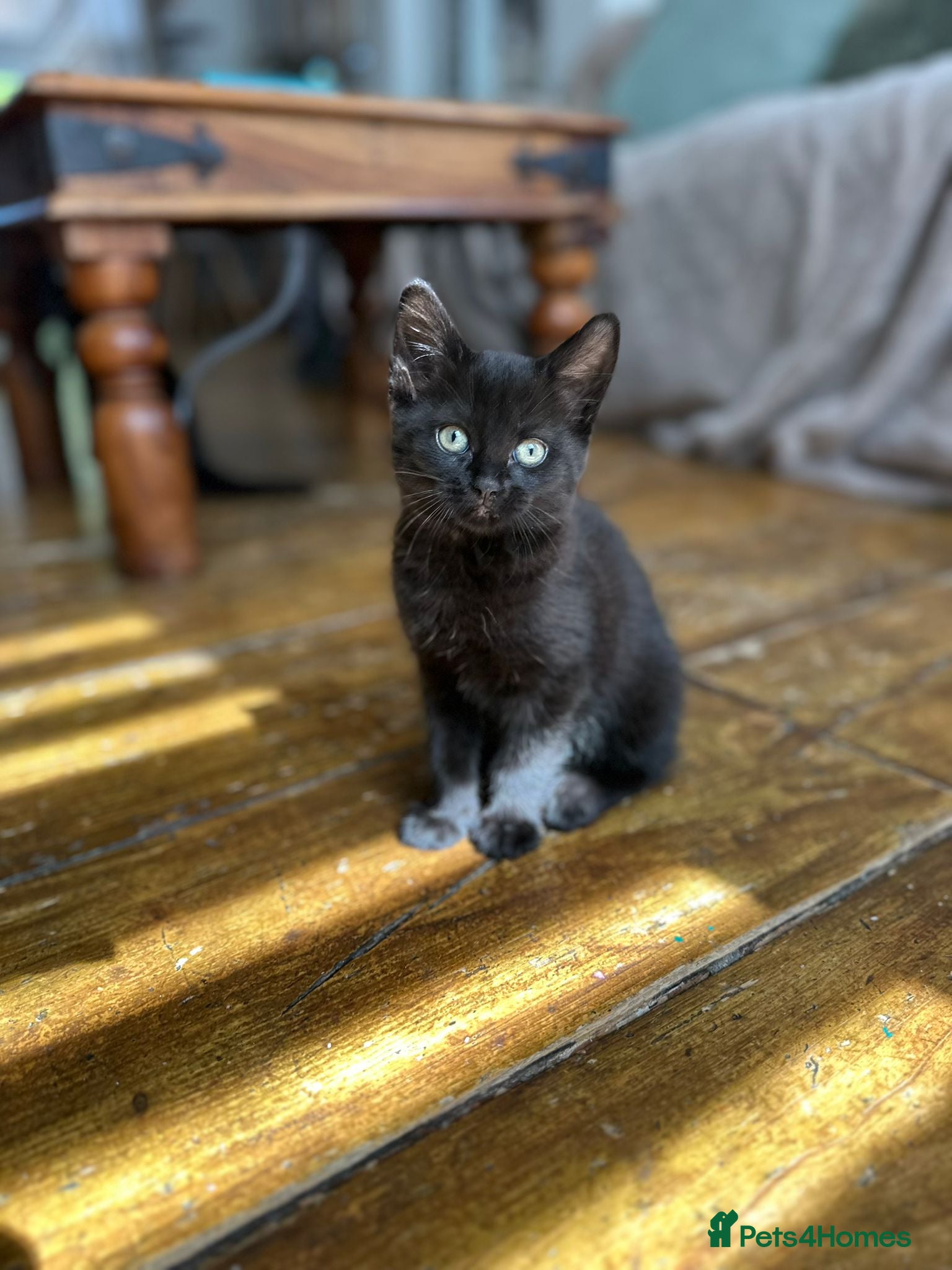 Mixed Breed cats ADORABLE KITTENS - Advert 1