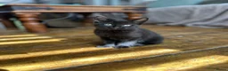 Mixed Breed cats for sale: Bright & Playful Kitten 🐾 - Advert 2