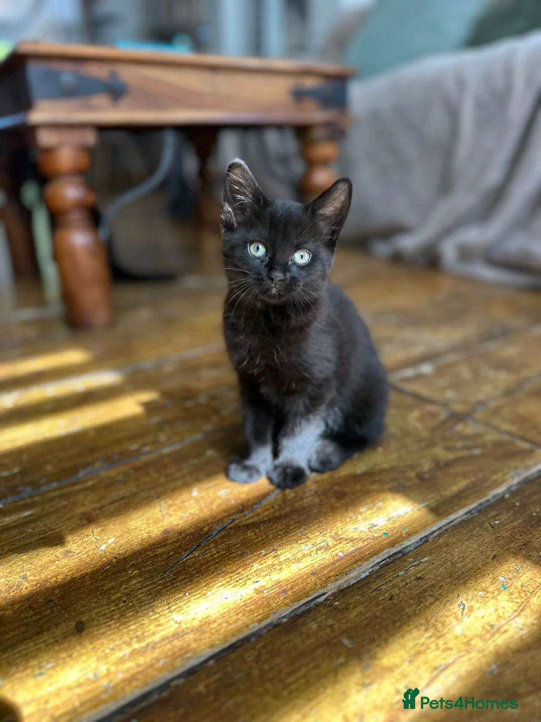 Mixed Breed cats for sale: Bright & Playful Kitten 🐾 - Advert 2