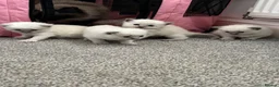 Ragdoll cats for sale: Pure blue point ragdolls  - Advert 29