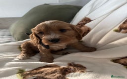 Cockapoo dogs for sale: Beautiful f1b puppies for sale  - Image 3