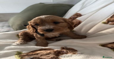 Cockapoo dogs - Advert 16