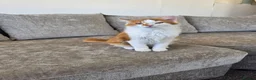 Mixed Breed cats for sale: 2x boy ginger white 16 weeks old must go together  - Advert 7