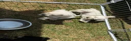 Miniature Schnauzer dogs for sale: KC Registered Miniature Schnauzer Puppies - Advert 4