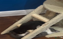 Domestic Shorthair cats for sale: Forever homes needed  - Image 3