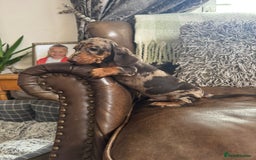 Miniature Dachshund dogs for sale: Miniature Dachshund Puppies - Image 1