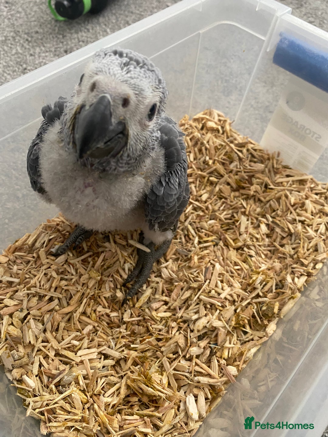 Parrots birds for sale: Super cuddly baby African Greys  - Advert 1