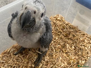 Parrots birds Super cuddly baby African Greys - Advert 1