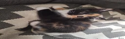 Mixed Breed cats for sale: 3 little boys and 1 girl  - Advert 6