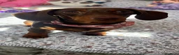 Miniature Dachshund dogs for sale: Beautiful Miniature Dachshund Puppy’s For Sale  - Advert 3