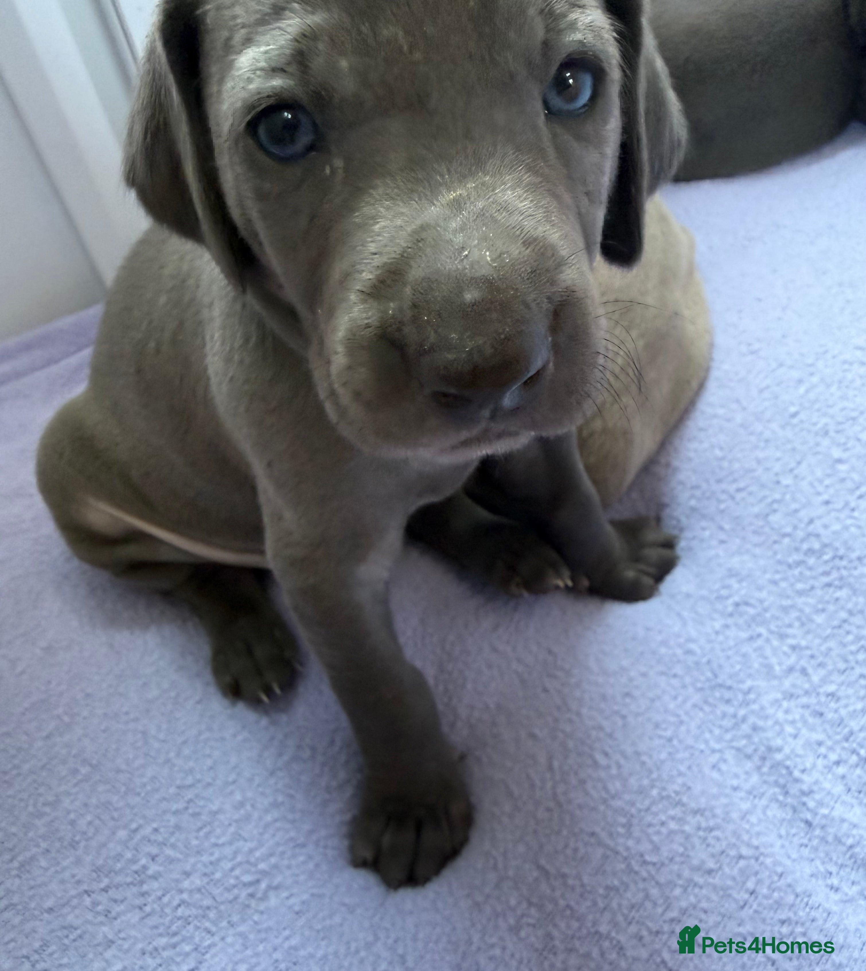 Weimaraner dogs KC Reg Weimaraner Puppies Silver & Blue - Advert 2