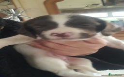 English Springer Spaniel dogs for sale: Beautiful Litter of English Springer Spaniels  - Image 5