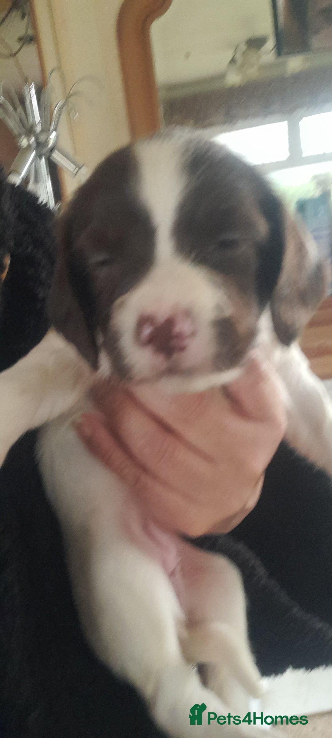 English Springer Spaniel dogs for sale: Beautiful Litter of English Springer Spaniels  - Image 5