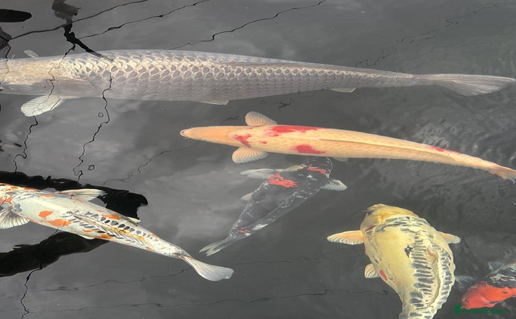 Pond Fish fish - Advert 1