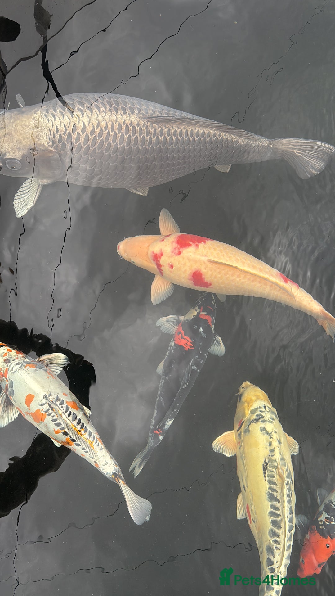 Pond Fish fish for sale: Koi Carp - Image 1