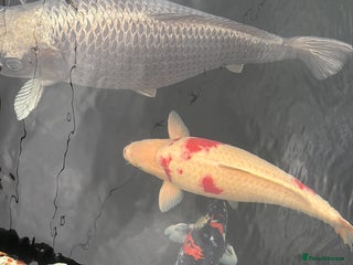 Pond Fish fish - Advert 13