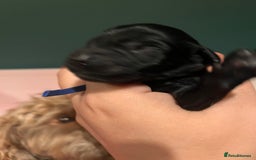 Australian Labradoodle dogs for sale: Healthy tested true Australian Labradoodle pups - Image 15