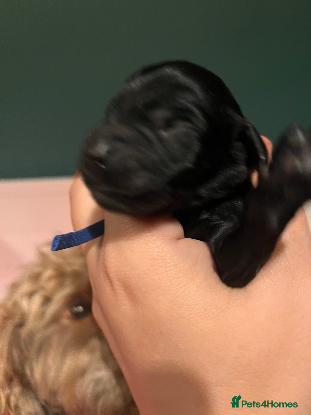 Australian Labradoodle dogs for sale: Healthy tested true Australian Labradoodle pups - Image 15