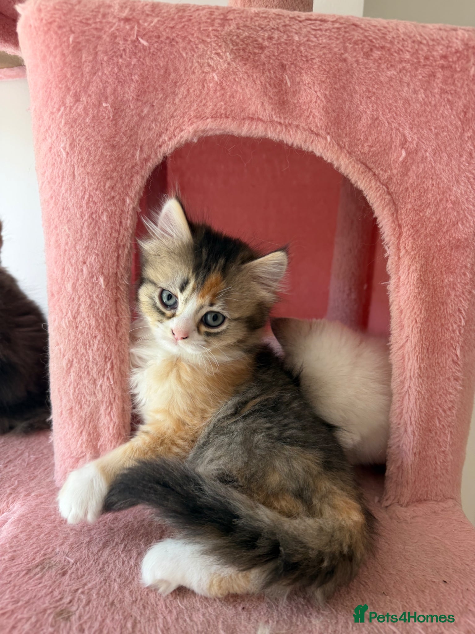 British Longhair cats LOOKING FOR A NEW HOME!!! NEW FAMILY  - Advert 4