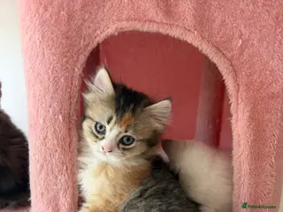 British Longhair cats LOOKING FOR A NEW HOME!!! NEW FAMILY - Advert 4