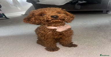 Toy Poodle dogs - Advert 13