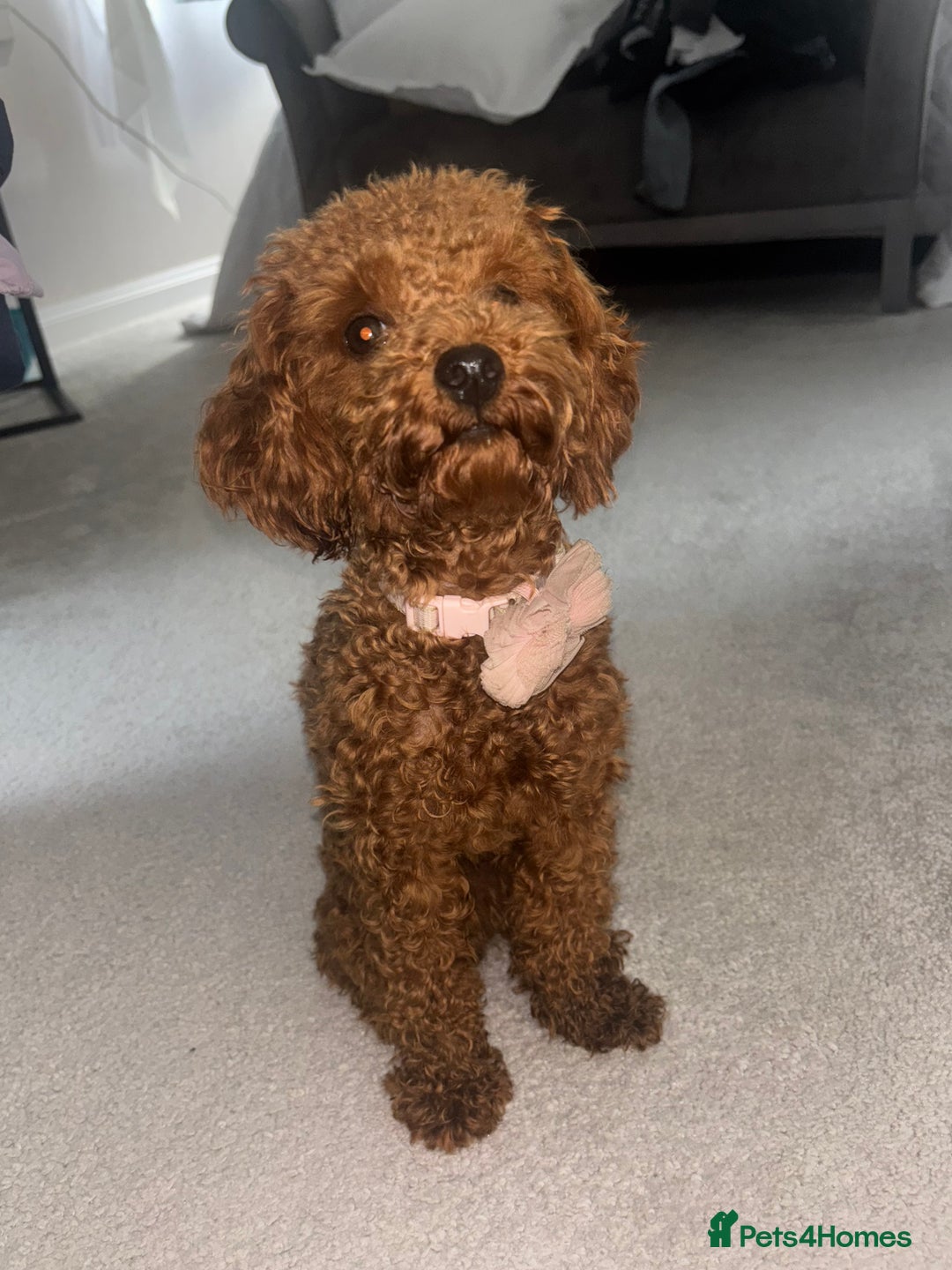 Toy Poodle dogs for sale: Red Apricot Toy Poodle  - Image 3