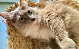 Ragdoll cats for sale: Rare Blue Sepia Ragdoll Girl, 14 months old - Image 3