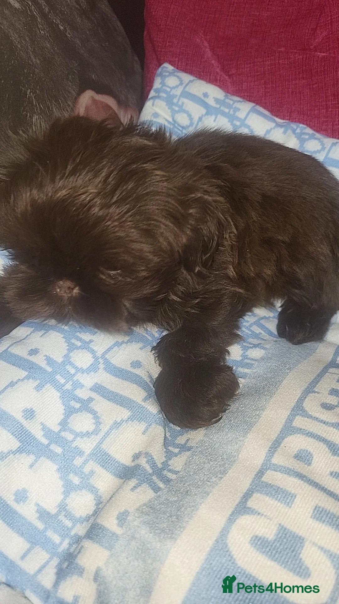 Shih Tzu dogs for sale: shih tzu imperial 1 solid choc boy left - Advert 2