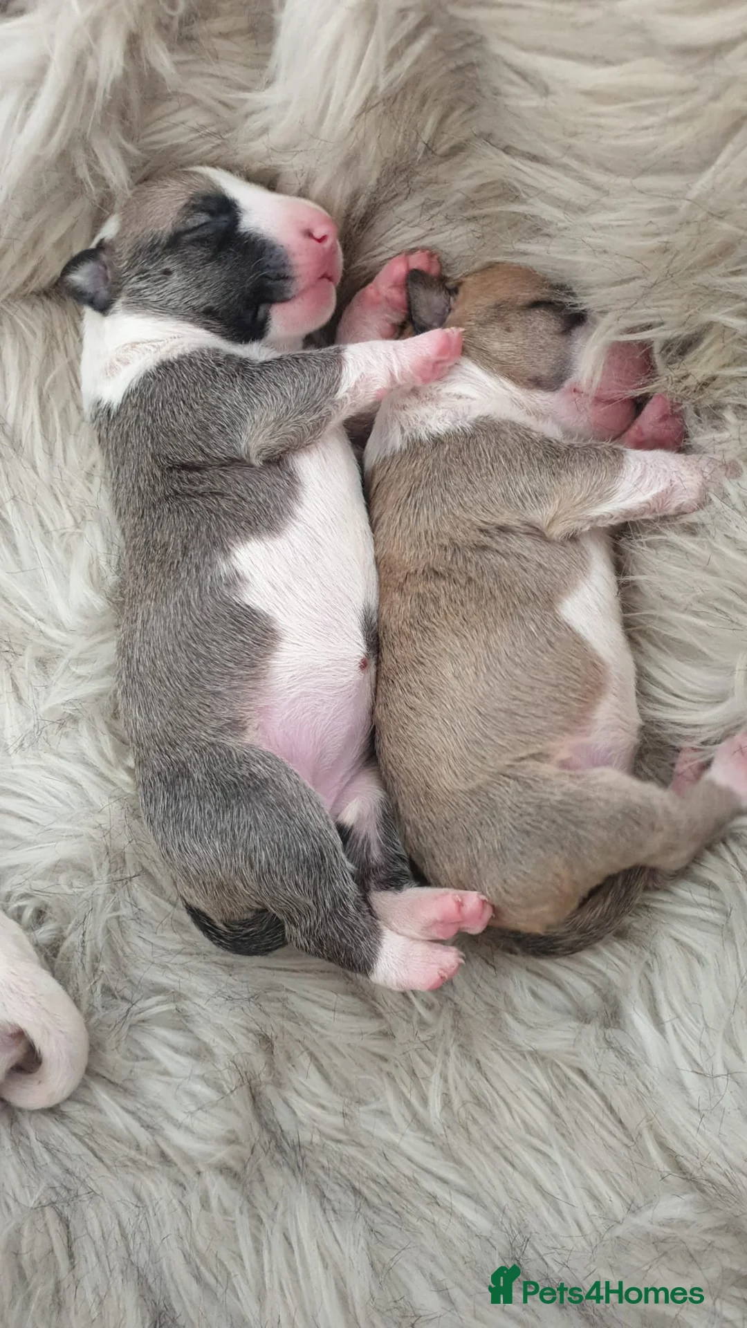 English Bull Terrier dogs for stud: FULL HEATH CHECKED QUALITY STUD 🥇 in Newport Pagnell - Advert 12
