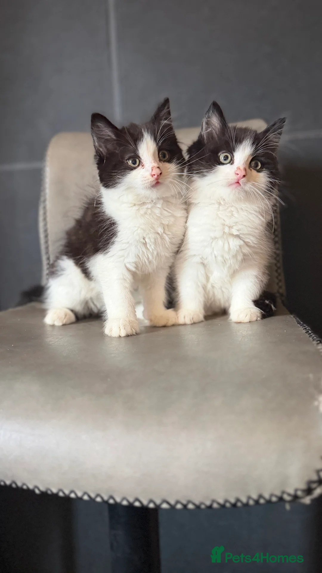 Mixed Breed cats for sale: Ragdoll x - Advert 1