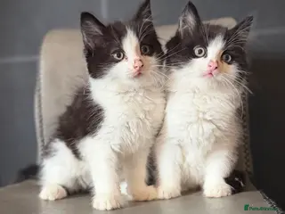 Mixed Breed cats Ragdoll x - Advert 3