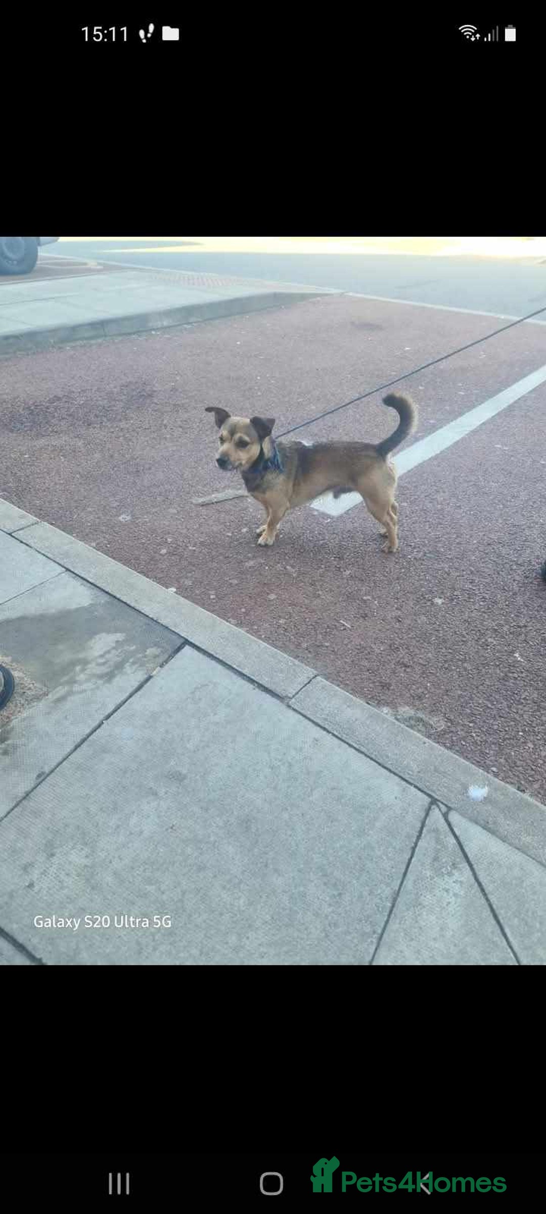 Mixed Breed dogs for sale: mixed breed for sale - Advert 3