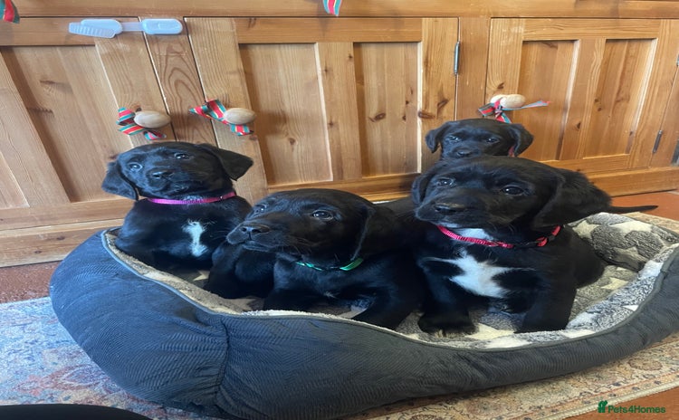 Springador dogs Beautiful Springador Puppies  - Advert 1