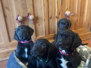 Springador dogs Beautiful Springador Puppies - Advert 11