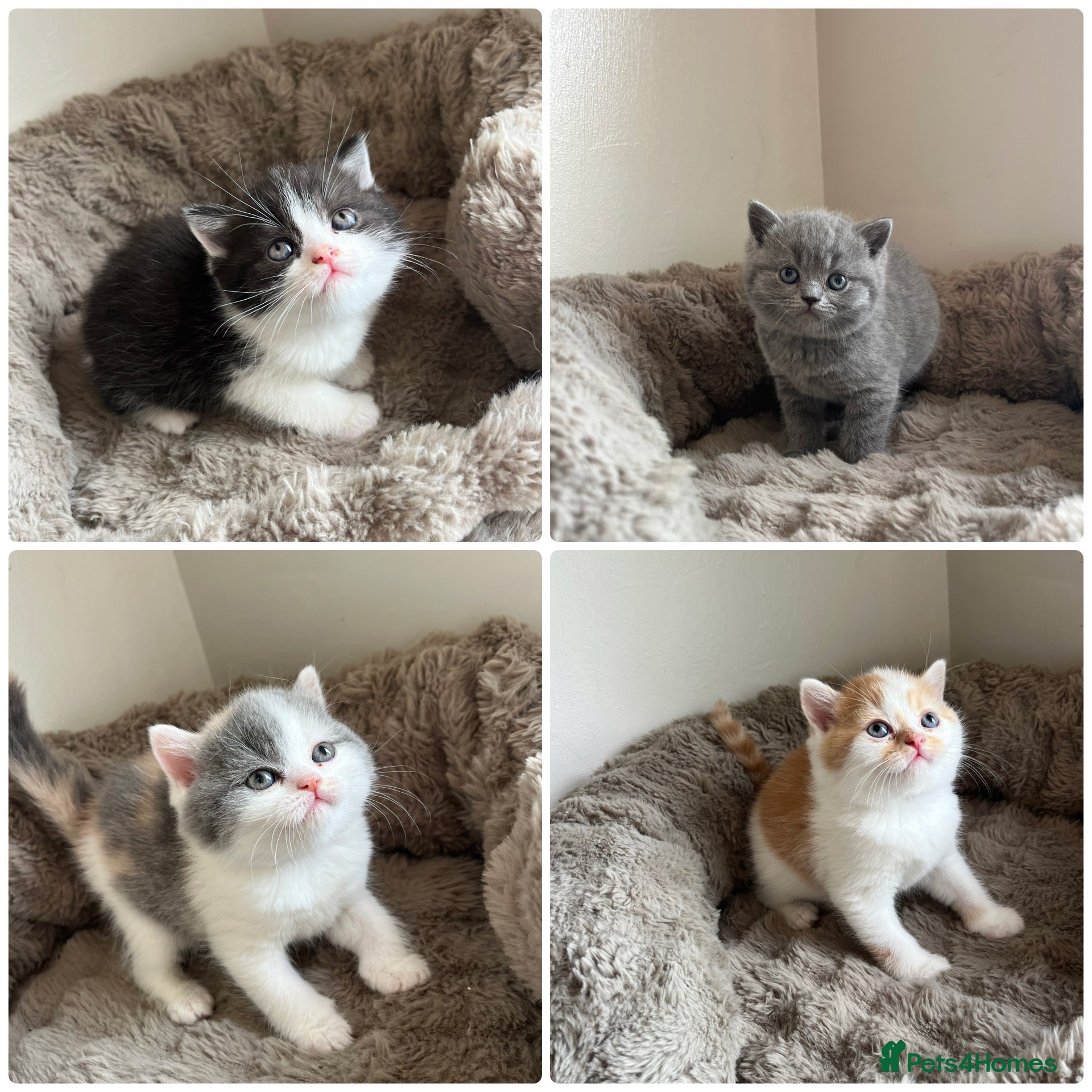 British Shorthair cats British short hair kittens  - Advert 1