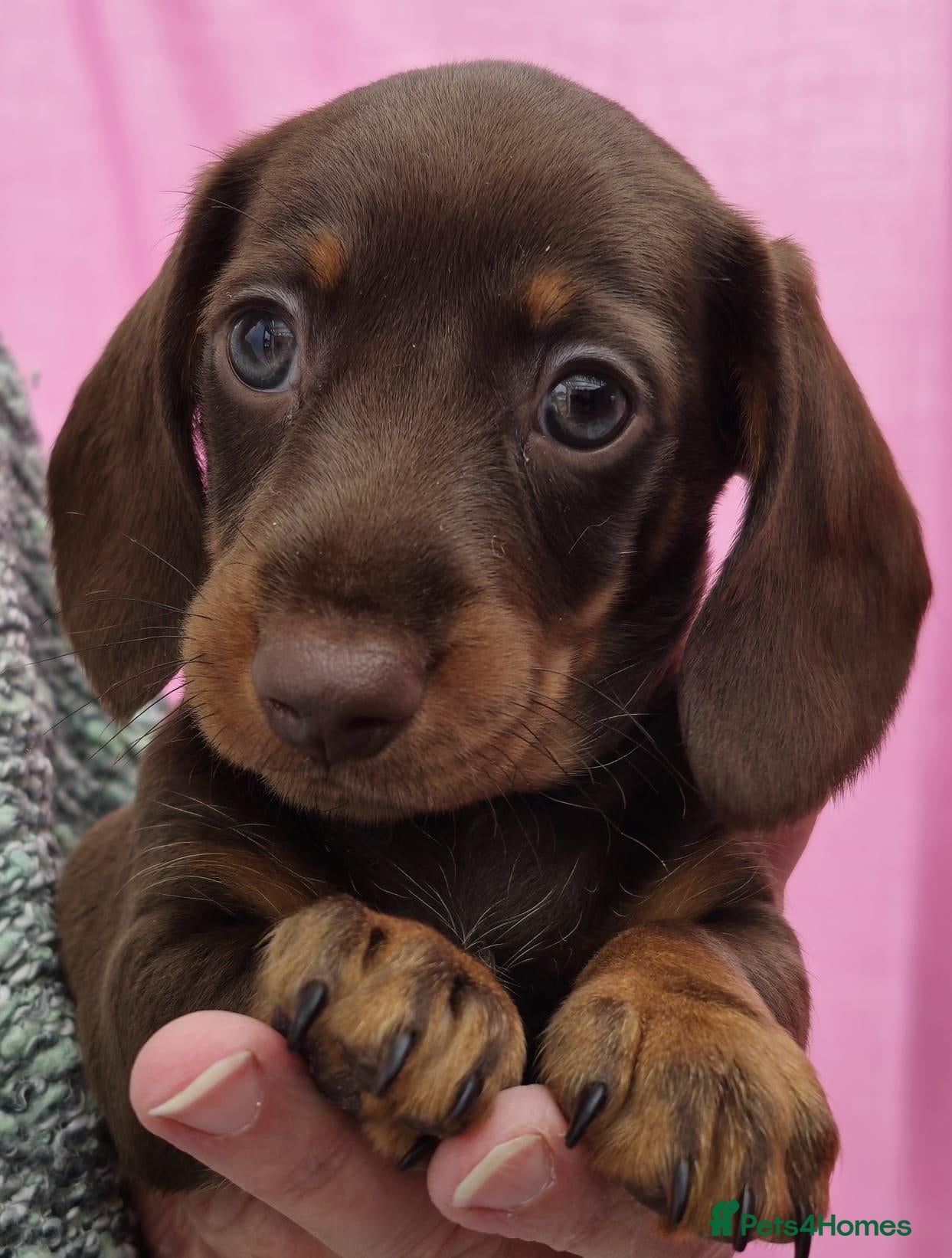 Miniature Dachshund dogs Beautiful miniature smooth-Haired Dachshunds pups - Advert 1