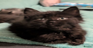 Mixed Breed cats Spynx X maincoon  - Advert 6