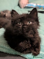 Mixed Breed cats Spynx X maincoon - Advert 6