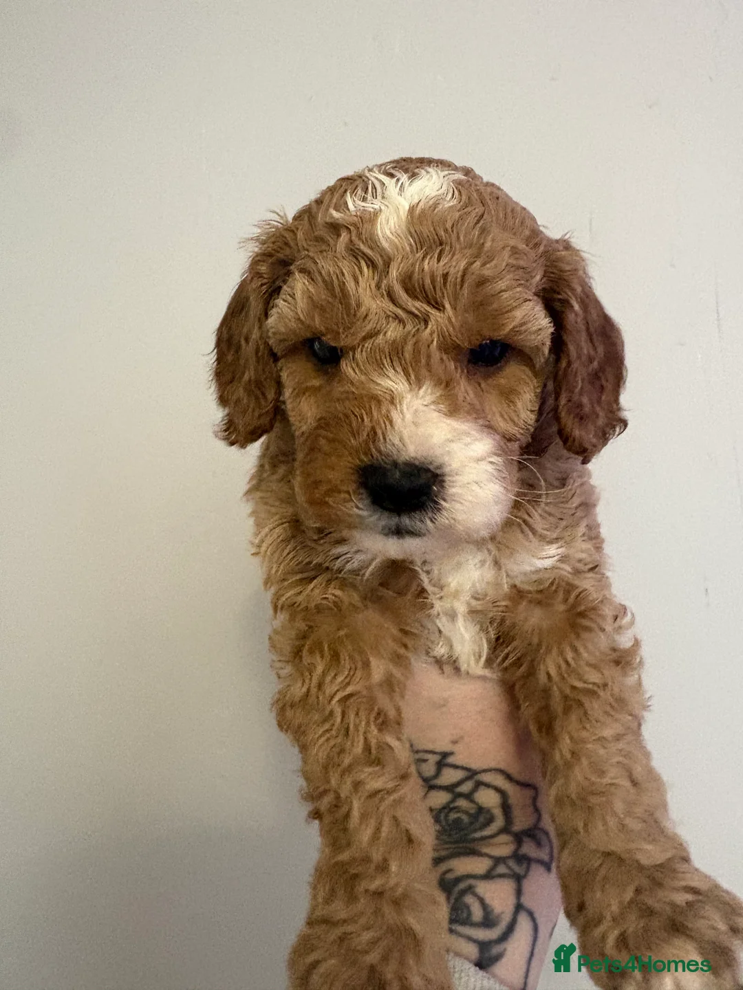 Cavapoo dogs for sale: Gorgeous cavapoos  - Advert 3