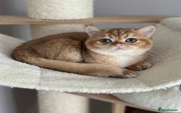 British Shorthair cats for sale: BSH golden kittens - Image 12