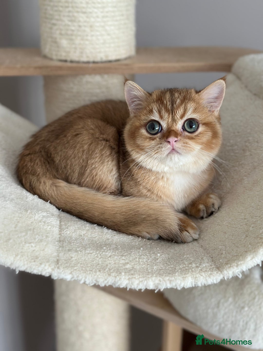 British Shorthair cats for sale: BSH golden kittens - Image 12