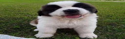 Saint Bernard dogs for sale: Classic healthy saint Bernard puppies ready now.. in Bath - Advert 9